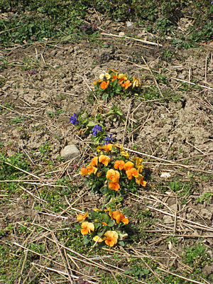 pansy mulched